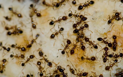 ants crawling on food
