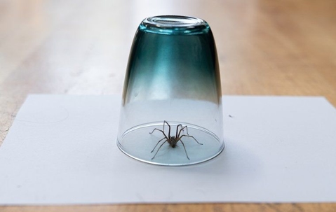 spider trapped under a glass and on top of a piece of paper
