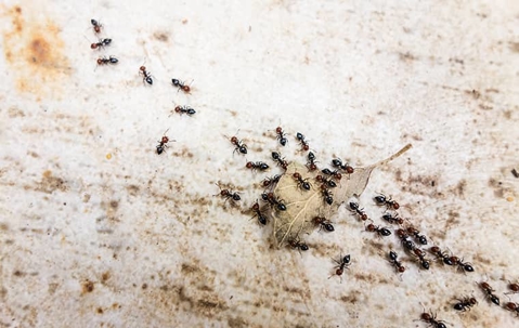 ant colony crawling across a kitchen floor