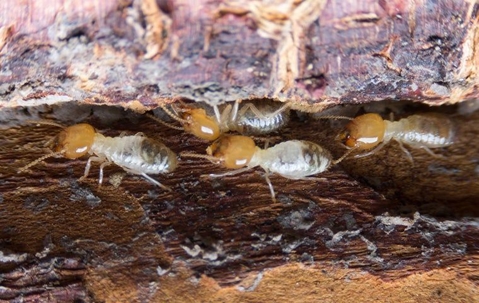 termites eating wood
