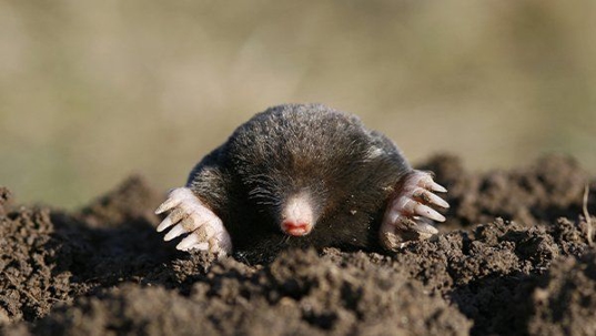 mole poking its head out of the ground