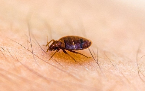 bed bug crawling on someone's arm