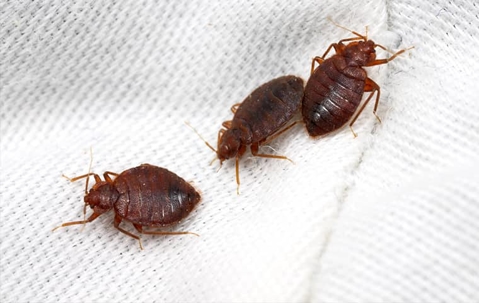bed bugs