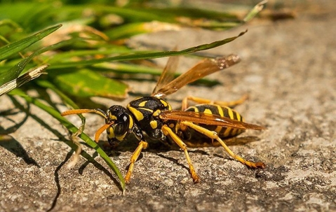 a yellow jacket wasp