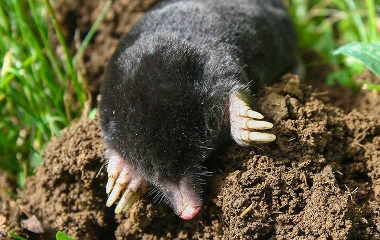 Moles