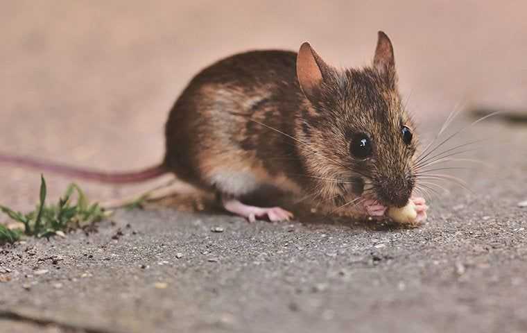 Rodents