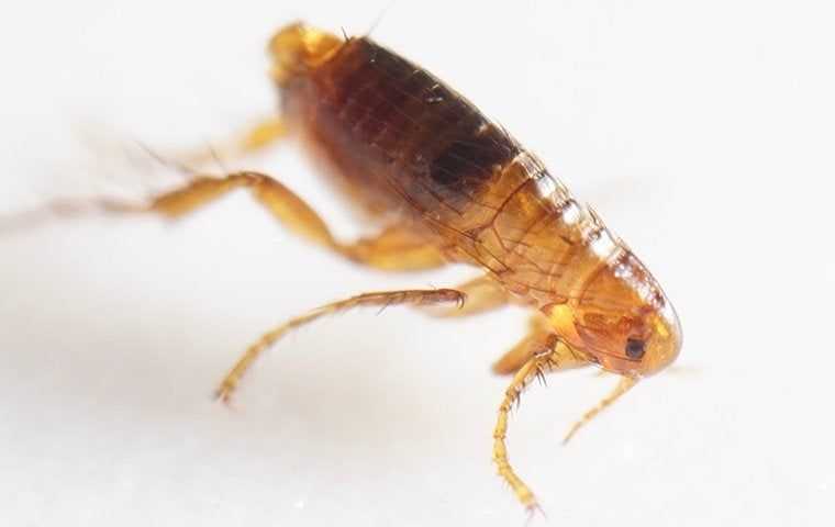 Fleas