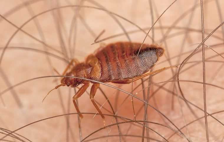 Bed Bugs