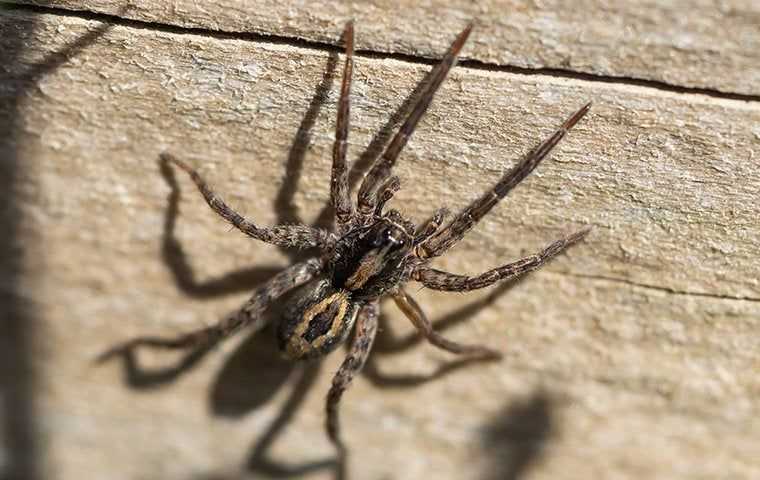 Spiders