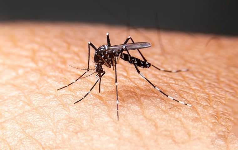 Mosquitoes