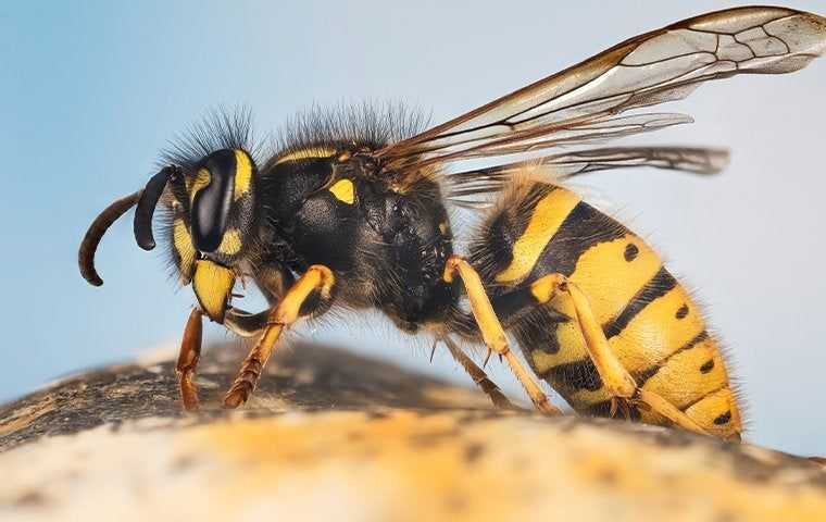 Stinging Insects