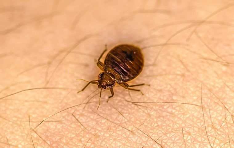 bed bug crawling on skin