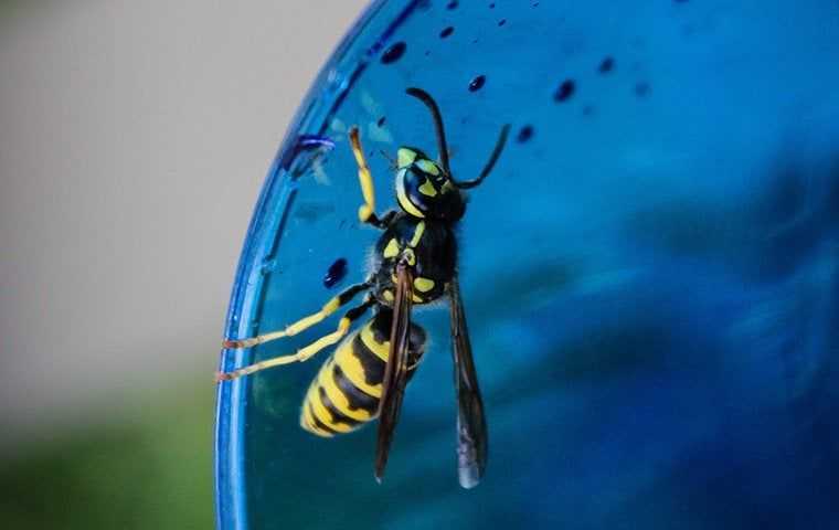 close up of wasp