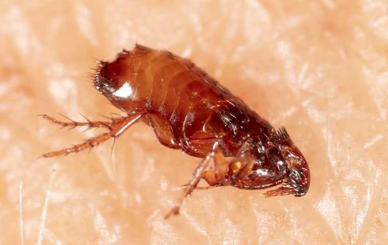 flea on rough skin