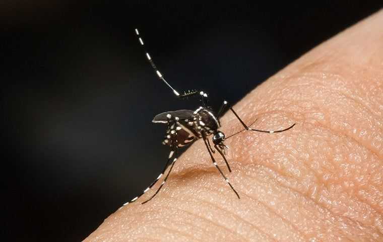 mosquito biting finger