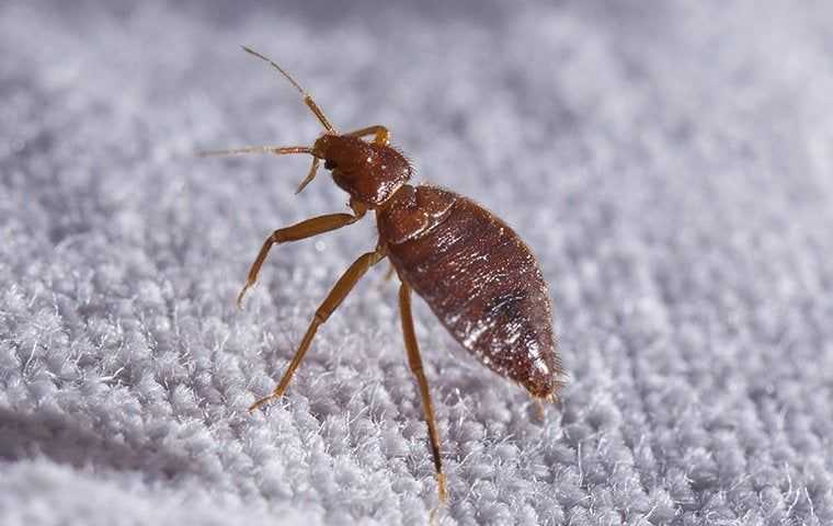 bed bug in a dimly lit room