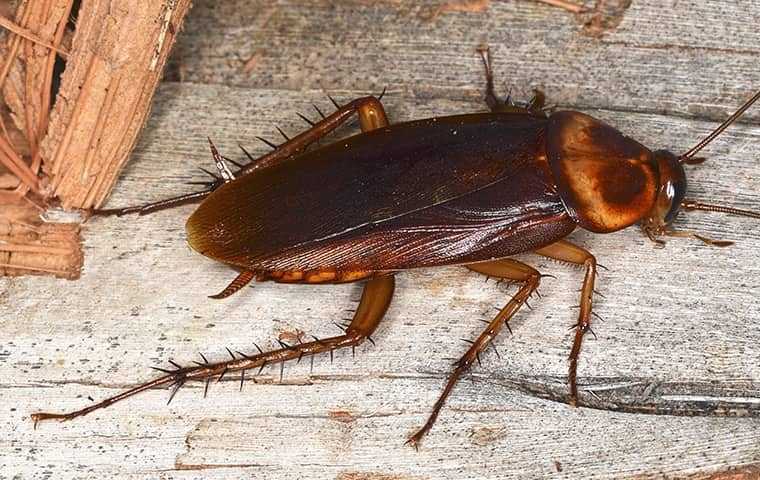 a cockroach crawling near a home