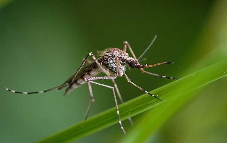 a mosquito on a blade of grass