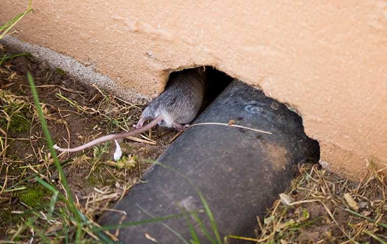 mouse invading a home